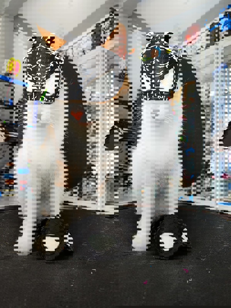 Image SPIDER-CAT (SPIDERMAN)