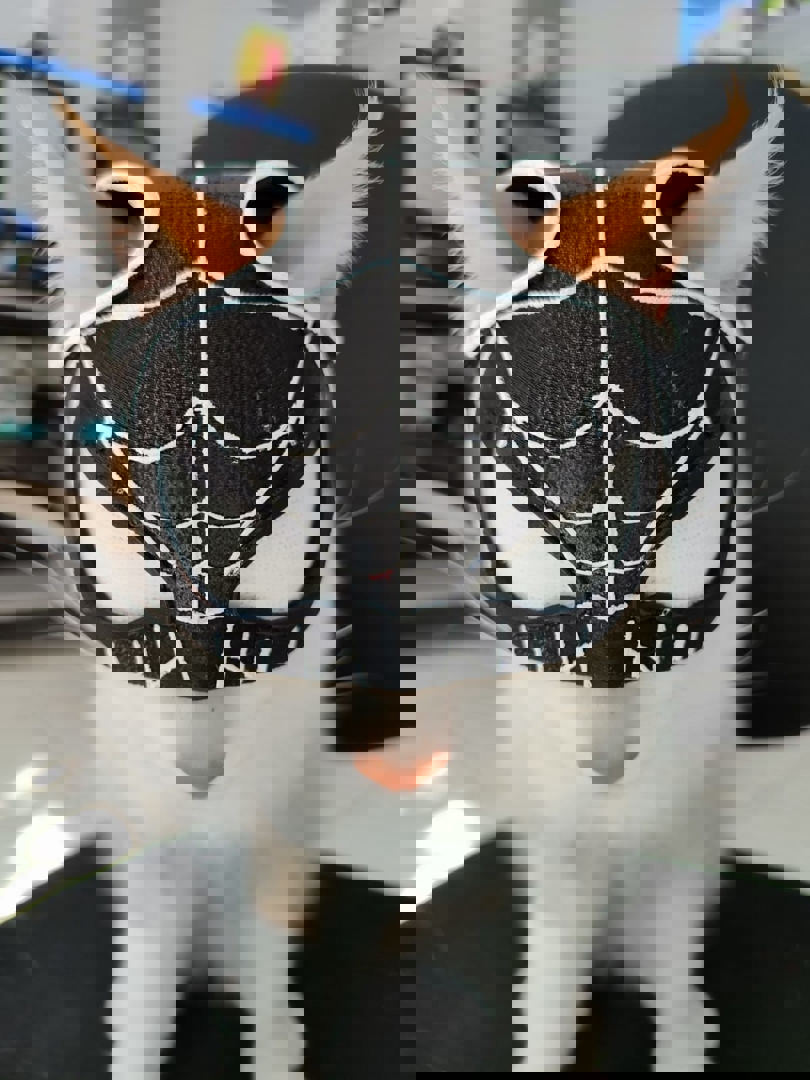 Image SPIDER-CAT (SPIDERMAN)