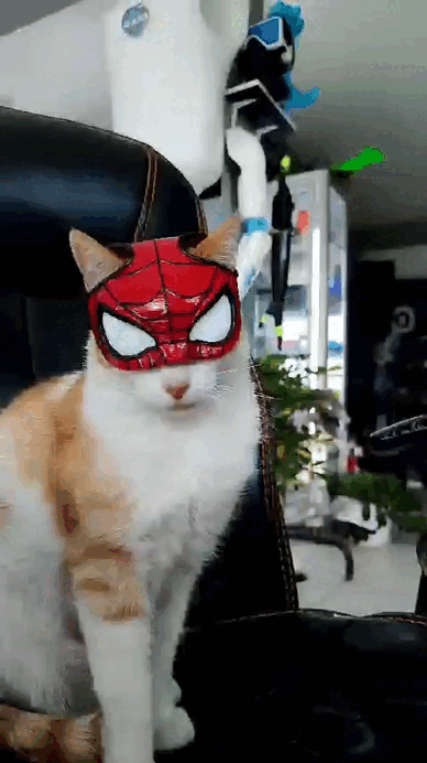 Image SPIDER-CAT (SPIDERMAN)