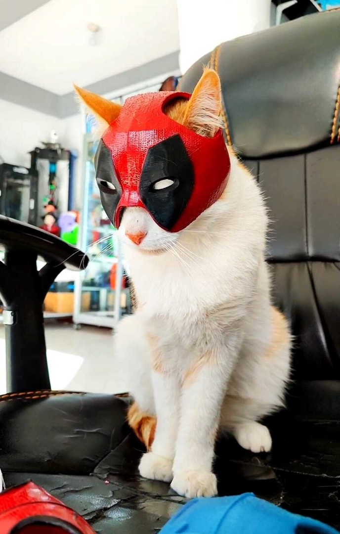 Image CATPOOL (DEADPOOL)