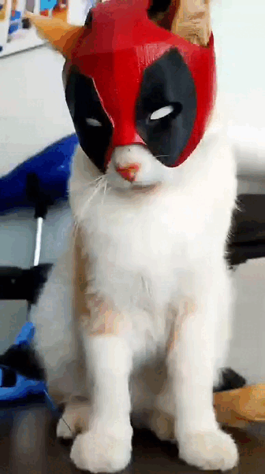 Image CATPOOL (DEADPOOL)