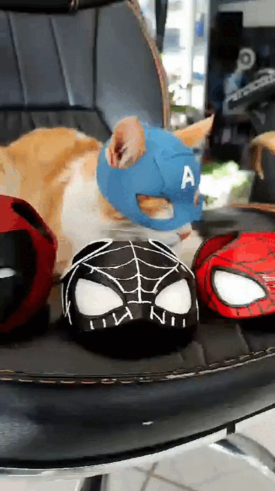 Image CAT AMERICA (CAPTAIN AMERICA)