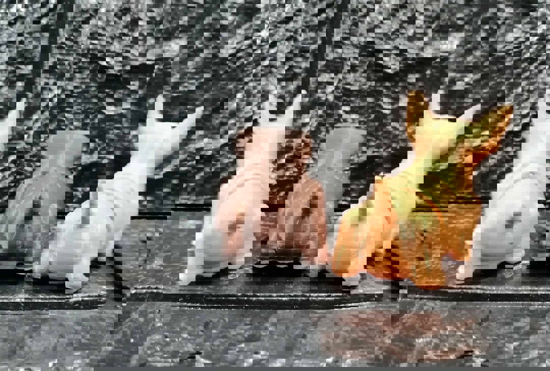 Image Articulated Dogs