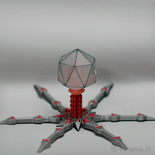 Image Cute Flexi Bacteriophage T4