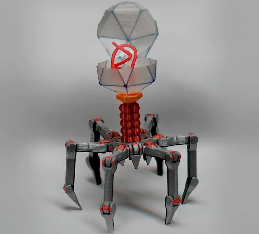 Image Cute Flexi Bacteriophage T4