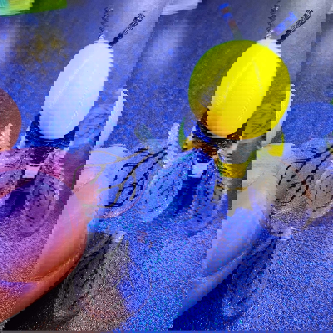 Image Fuzzy Bee