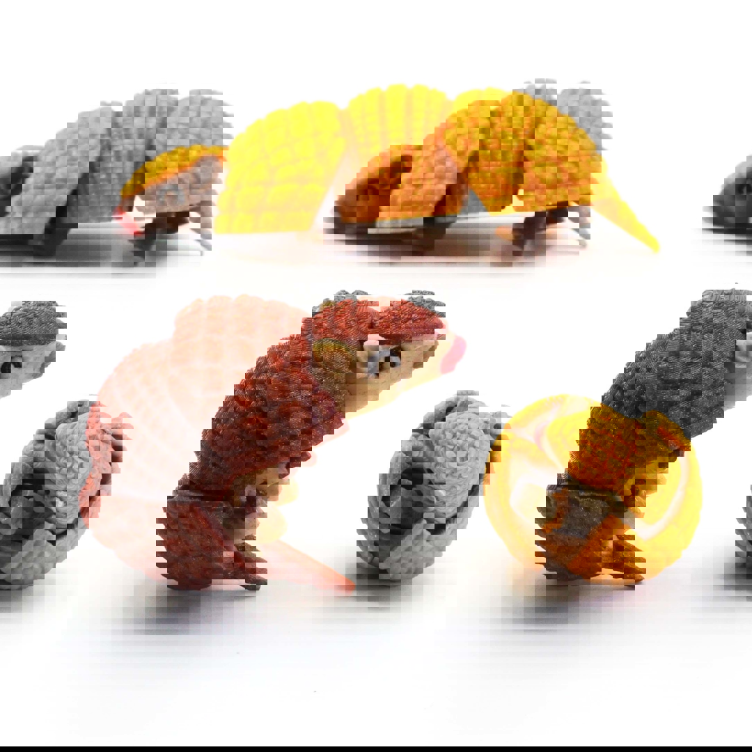 Image Articulated Armadillo