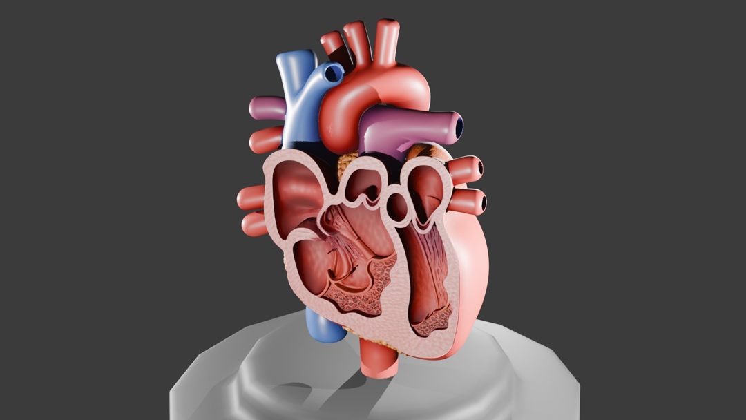 Model image CORAZÓN HUMANO 3D EN CORTE TRANSVERSAL CON SOPORTE – MODELO ESCALABLE PARA BIOLOGÍA